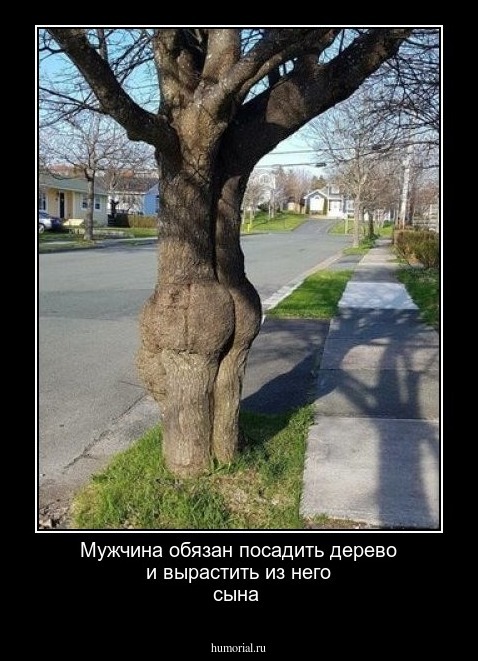 Мужчина обязан посадить  дерево и  вырастить из него сына 