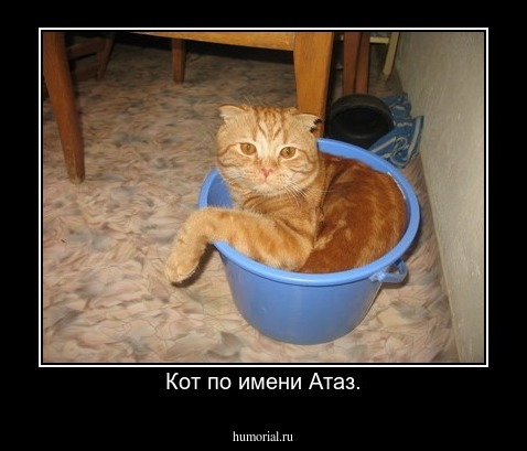 Кот по имени Атаз.