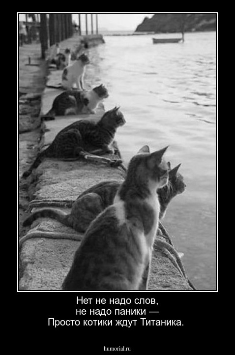 Нет не надо слов, не надо паники —
Просто котики ждут Титаника.