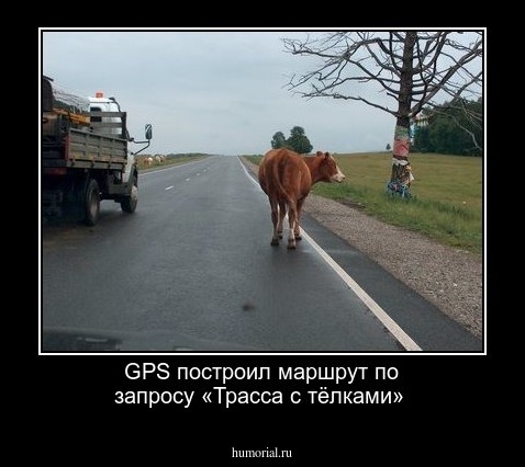 GPS построил маршрут по запросу «Трасса с тёлками»