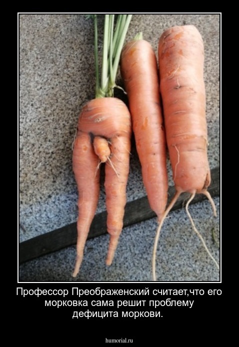 Профессор Преображенский считает,что его морковка сама решит  проблему дефицита моркови.