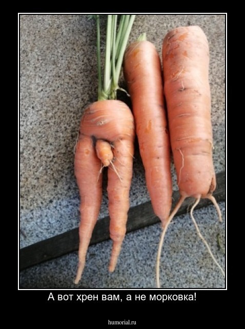 А вот хрен вам, а не морковка!