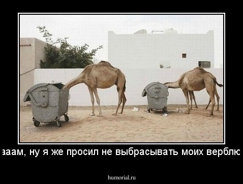 - Мааам, ну я же просил не выбрасывать моих верблюдов