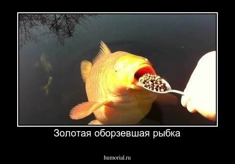 Золотая оборзевшая рыбка