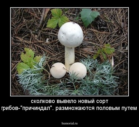сколково вывело новый сорт грибов-"причиндал". размножаются половым путем