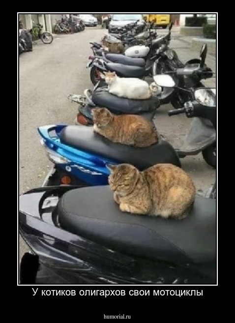 У котиков олигархов свои мотоциклы
