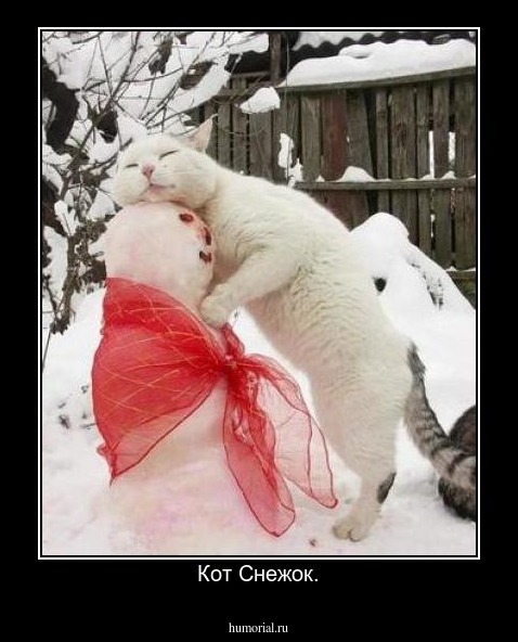 Кот Снежок.