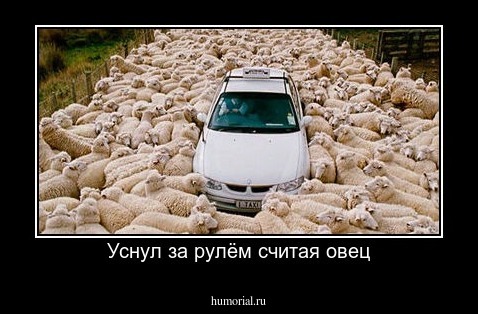 Уснул за рулём считая овец