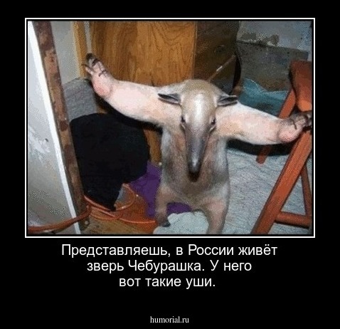 Представляешь, в России живёт зверь Чебурашка. У него вот такие уши.