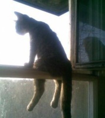 После того как я посадил чучело кота на окно, в комнату перестали  залетать вороны....(от прошаренных воробьев еще не придумал защиту)