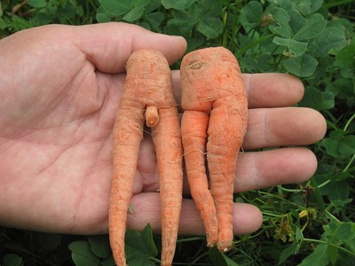мам, мам, а откуда морковки берутся?