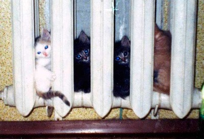 В связи с отключением теплоснабжения, для обогрева квартир жильцам будут выданы котята.