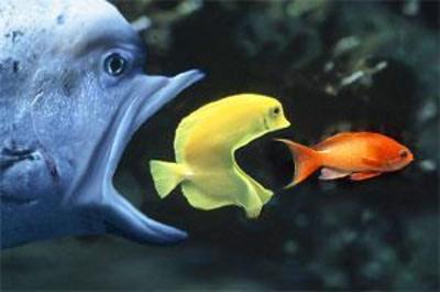Эволюция рыб