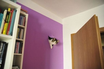 Кот вылезает из стены!