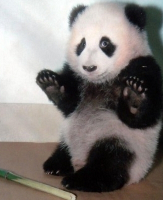 ээээ только без рук!! я последняя панда на планете. 