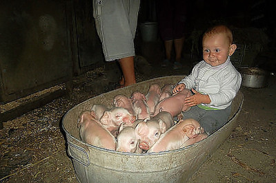 Микоян еще в детстве понят ,что свинья это не только друг , но и 50-40 кг чистой прибыли..