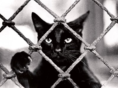 Банда Черная Кошка Фото