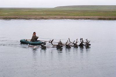 40 лет водили олени чукчу по озеру...