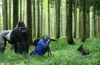 Делая этот снимок, фотограф и не подозревал, что за его спиной уже стоит точно такая же горилла...