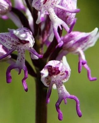 дикий орхидей  