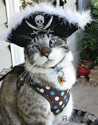 ...у злоумышлеников было изьято целую партию пиратских дисков,и один породистый пиратский кот,открыто уголовное дело.