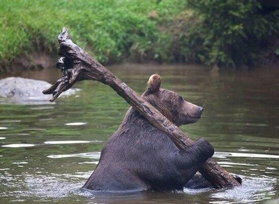 медведь, который плохо плавает