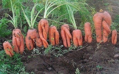 Когда посадил морковку, а выросла хреновка