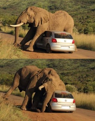 У слонов большие ушки, они используют машину в качестве подушки