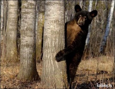 В дубовой роще ждет тебя медведь...