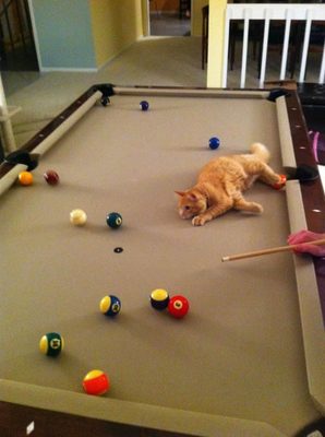 Когда коту делать нечего, он на шары смотрит