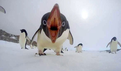 У пингвинов тоже есть жены.