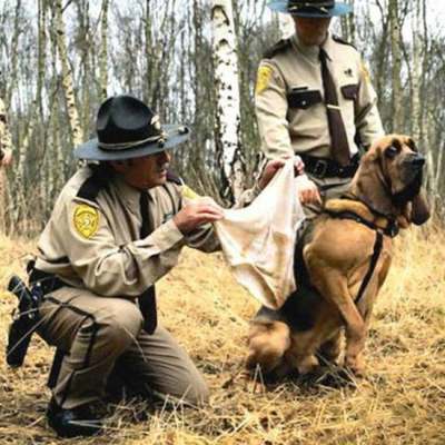 после отказа последнего пса, полицейским пришлось самостоятельно донюхивать улики