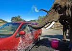 слоны научились вскрывать машины для угона при помощи гидроудара.