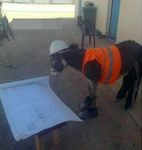 Рабочая лошадка