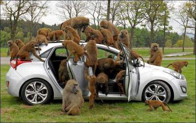 Даже обезьяны научились собирать автомобили, а Автоваз все ведра паяет.