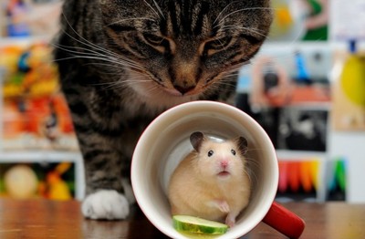 - Хозяин, какого хрена в моем молоке мышь?!