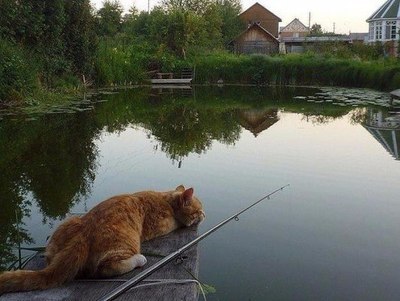 Клюнет, куда она денется, главное терпение! А с утра до ночи вкалывать это не мое, это пусть колхозник Матроскин из Простоквашино вкалывает за своей коровой.