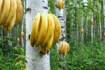На березах бананы, на пальмах огурцы - юные мичуринцы просто молодцы.