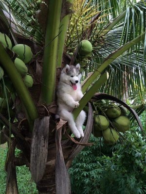 Собака натаскана на поиск кокоса.