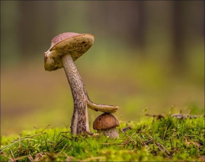 Не боись, эти двое ищут грибы повеселее.