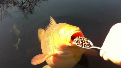 Золотая оборзевшая рыбка