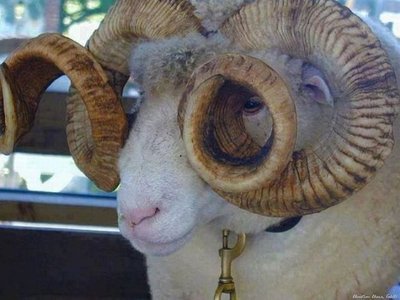 чумачечие овечие очечи