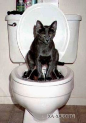 Туалетный котенок, с дозатором...