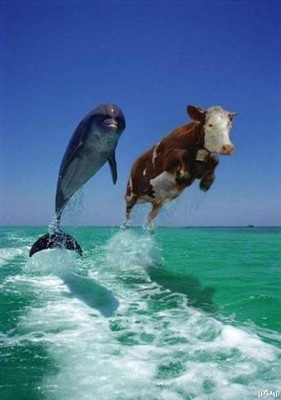 Слышь, дельфин, это  у меня глюки или  вы правда умеете летать? (спросила корова)