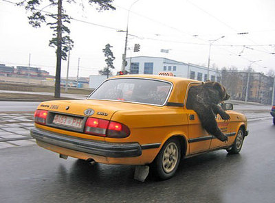 Медведев на такси возят.