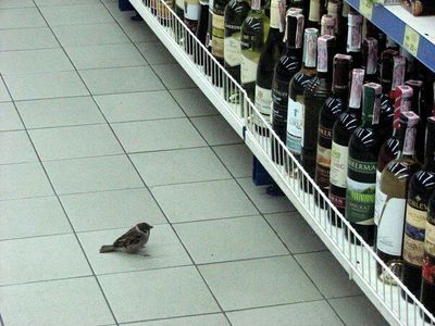 Птичку-алкоголичку жалко!