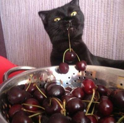 Василий скучал по своим "ягодкам"