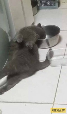Кто-же кота макаронами-спиральками кормит?