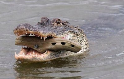 доставка обуви из крокодиловой кожи по всему побережью реки!