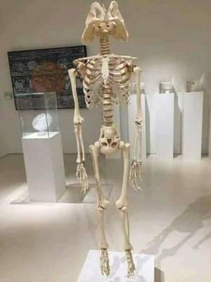 Скелет Дарта Вейдера.